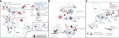 Spatial localization of cathepsins: Implications in immune activation and resolution during infections